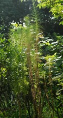Eupatorium capillifolium