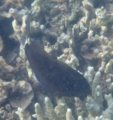 Acanthuridae