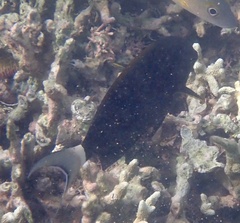 Acanthuridae