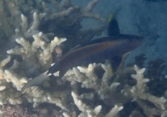 Acanthuridae