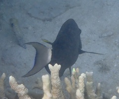 Acanthuridae