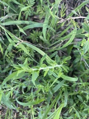 Pollichia campestris