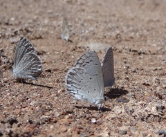 Celastrina echo gozora