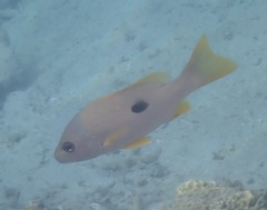 Lutjanus ehrenbergii