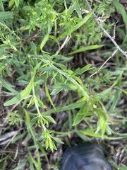 Pollichia campestris