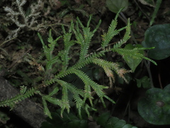 Selaginella repanda
