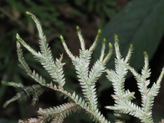 Selaginella repanda