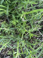 Pollichia campestris