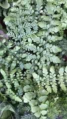 Cystopteris protrusa