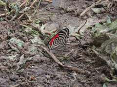 Diaethria clymena