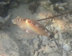 Cheilinus chlorourus