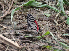 Diaethria clymena