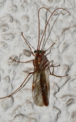 Ophion obscuratus