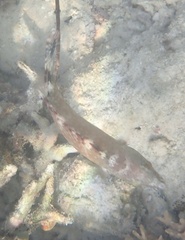 Cheilinus chlorourus