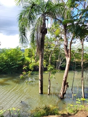 Roystonea borinquena