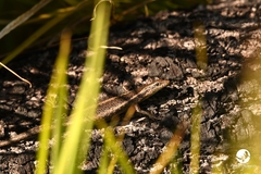 Cryptoblepharus buchananii