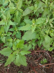Chenopodiastrum murale