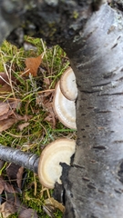 Trametes lactinea