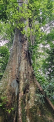 Ficus natalensis