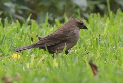 Molothrus bonariensis