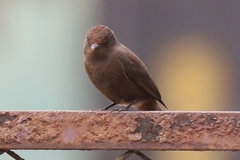 Pyrocephalus rubinus