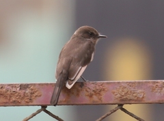 Pyrocephalus rubinus