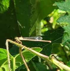 Ceriagrion