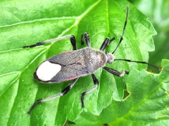 Largidae