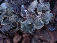 Hypomyces rosellus
