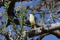 Tyrannus crassirostris