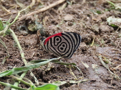 Diaethria clymena