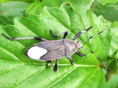 Largidae