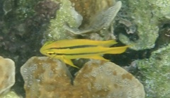 Neoglyphidodon nigroris