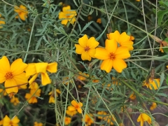 Tagetes tenuifolia