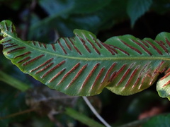 Asplenium scolopendrium scolopendrium