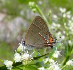 Electrostrymon guzanta
