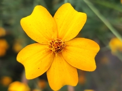 Tagetes tenuifolia