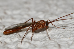 Ophion obscuratus