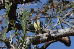 Tyrannus crassirostris