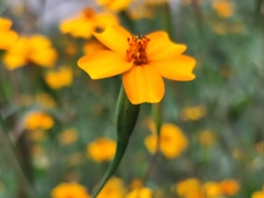 Tagetes tenuifolia
