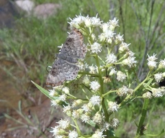 Apodemia hypoglauca hypoglauca