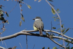 Tyrannus crassirostris