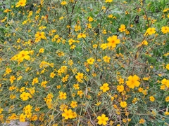 Tagetes tenuifolia