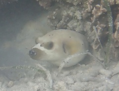 Arothron nigropunctatus