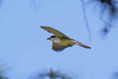 Tyrannus crassirostris