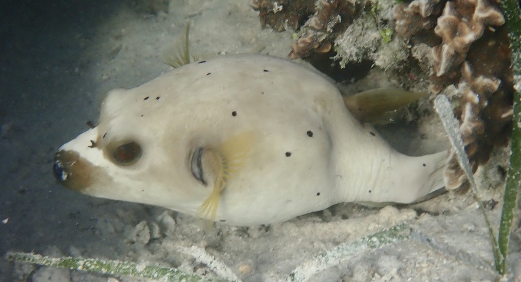 Blackspotted puffer