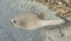 Arothron nigropunctatus