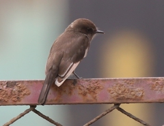 Pyrocephalus rubinus