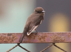 Pyrocephalus rubinus