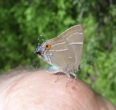 Parrhasius moctezuma